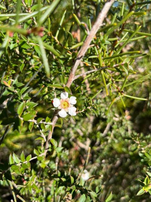 Leptospermum squarrosum (Peach-flowered Tea Tree) (alternate view 11)