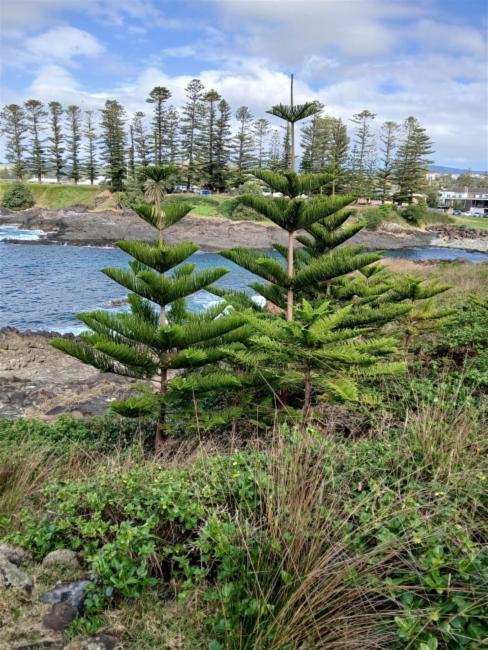 Araucaria heterophylla (Norfolk Island Pine) (alternate view 8)