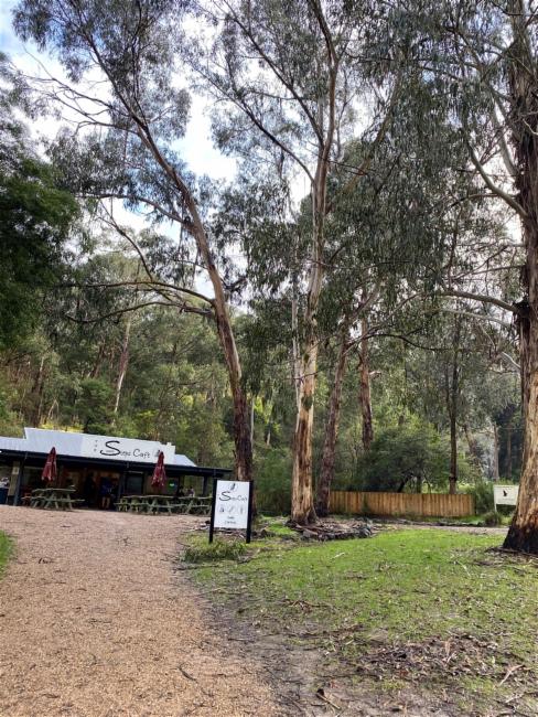 Eucalyptus cypellocarpa (mountain grey gum) (alternate view 11)