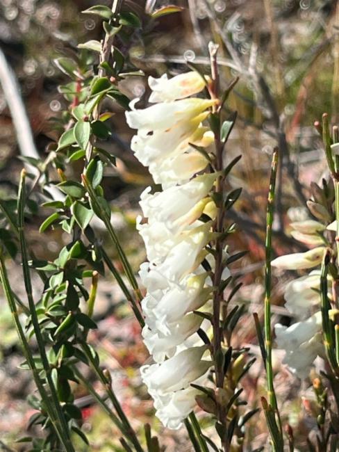 Epacris obtusifolia (blunt-leaf heath) (alternate view 11)