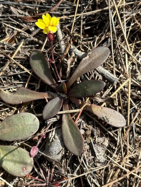 Goodenia mystrophylla (wild pansies) (alternate view 10)