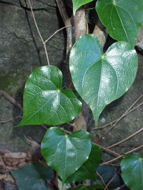 Sarcopetalum harveyanum (pearl vine) (alternate view 13)