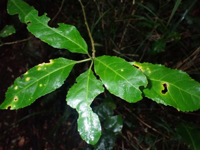 Claoxylon australe (Brittlewood) (alternate view 8)