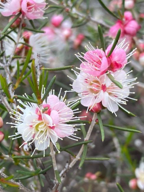 Hypocalymma angustifolium (White Myrtle) (alternate view 9)