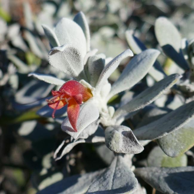Eremophila glabra (Common Emu-Bush) (alternate view 10)