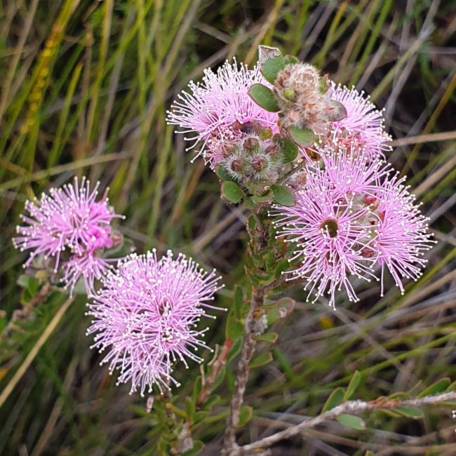 Kunzea capitata (Pink Kunzea) (alternate view 11)