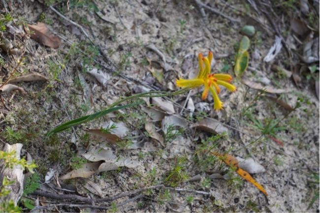Anigozanthos humilis (Catspaw) (alternate view 11)