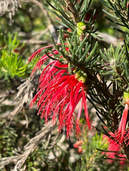 Melaleuca quadrifida (One-sided Bottlebrush) (alternate view 6)