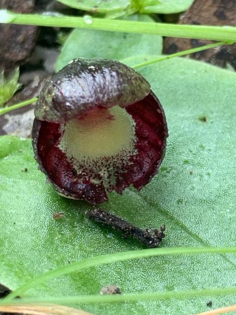 Corybas incurvus (slaty helmet-orchid) (alternate view 9)