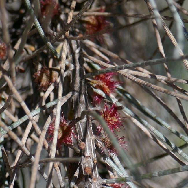 Allocasuarina humilis (dwarf sheoak) (alternate view 11)