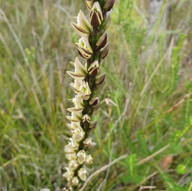 Prasophyllum elatum (Tall Leek Orchid) (alternate view 9)