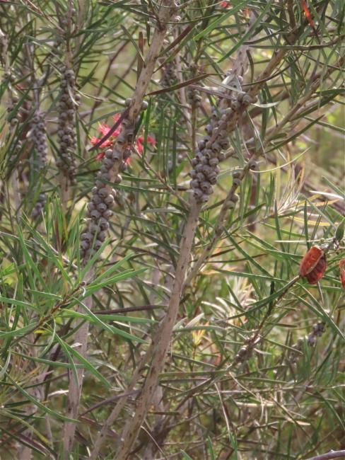 Melaleuca linearis (Narrow-leaved Bottlebrush) (alternate view 11)