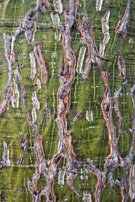 Brachychiton rupestris (Queensland Bottle Tree) (alternate view 11)