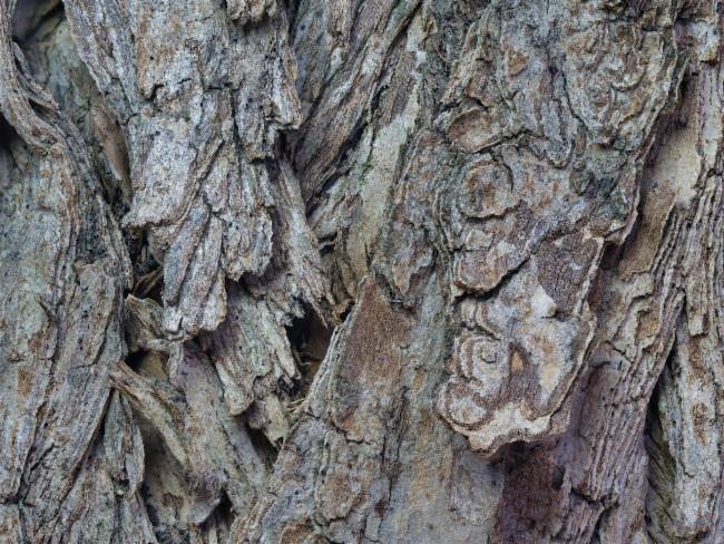 Melaleuca bracteata (black tea-tree) (alternate view 11)