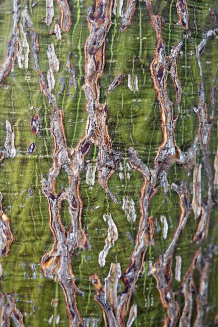 Brachychiton rupestris (Queensland Bottle Tree) (alternate view 13)