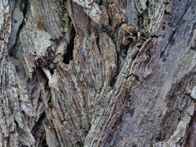 Melaleuca bracteata (black tea-tree) (alternate view 12)