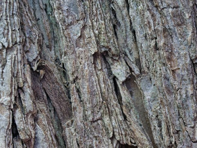 Melaleuca bracteata (black tea-tree) (alternate view 14)