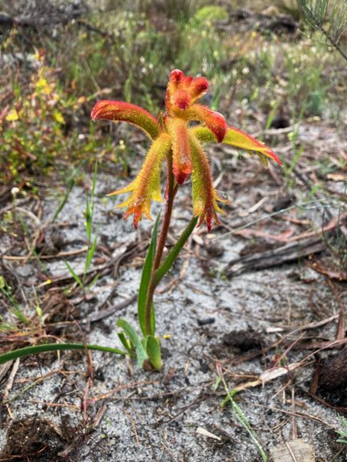 Anigozanthos humilis (Catspaw) (alternate view 13)