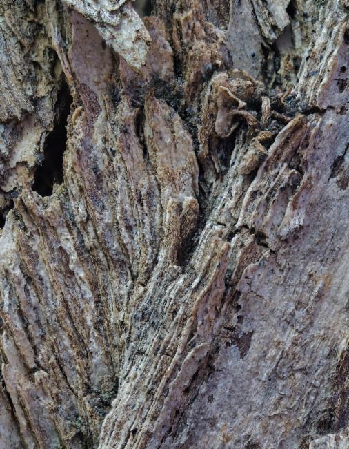 Melaleuca bracteata (black tea-tree) (alternate view 13)