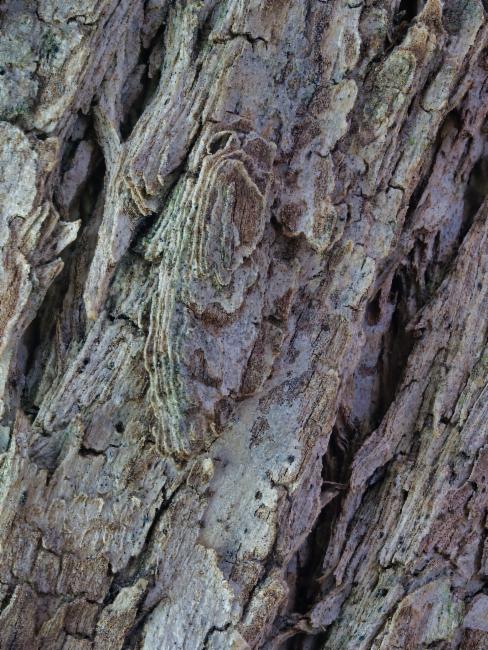 Melaleuca bracteata (black tea-tree) (alternate view 10)