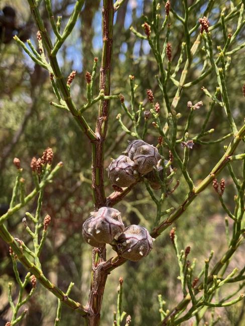 Callitris gracilis (Slender Cypress-pine) (alternate view 11)