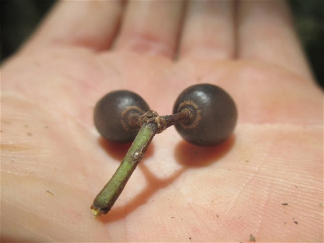 Tetrastigma nitens (Native Grape) (alternate view 11)