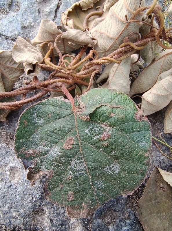 Actinidia deliciosa (kiwi) (alternate view 2)