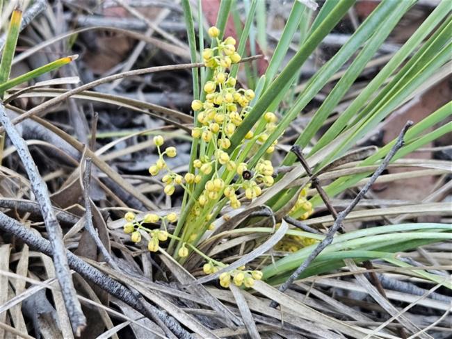 Lomandra filiformis (wattle mat-rush) (alternate view 12)
