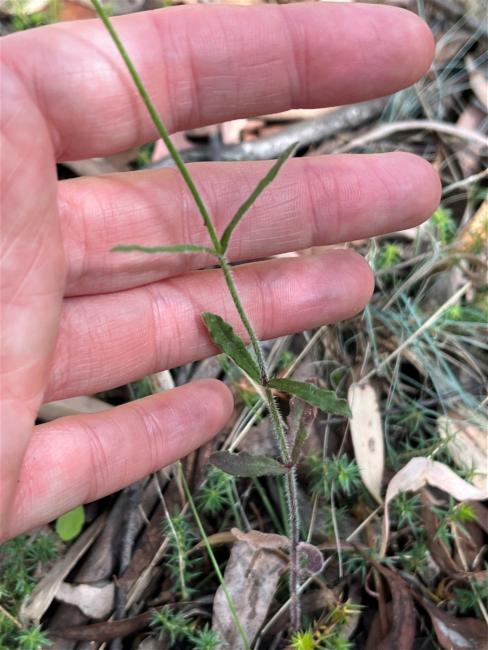 Wahlenbergia stricta (Australian bluebell) (alternate view 10)
