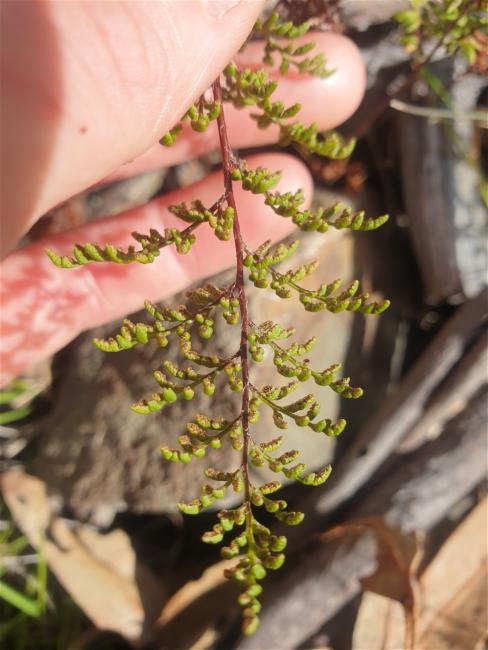 Cheilanthes austrotenuifolia (Rock Fern) (alternate view 11)