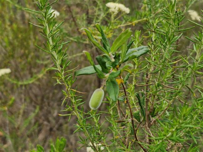 Billardiera scandens (Apple Berry) (alternate view 9)