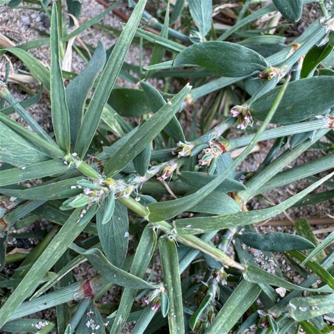 Polygonum aviculare (common knotweed) (alternate view 11)