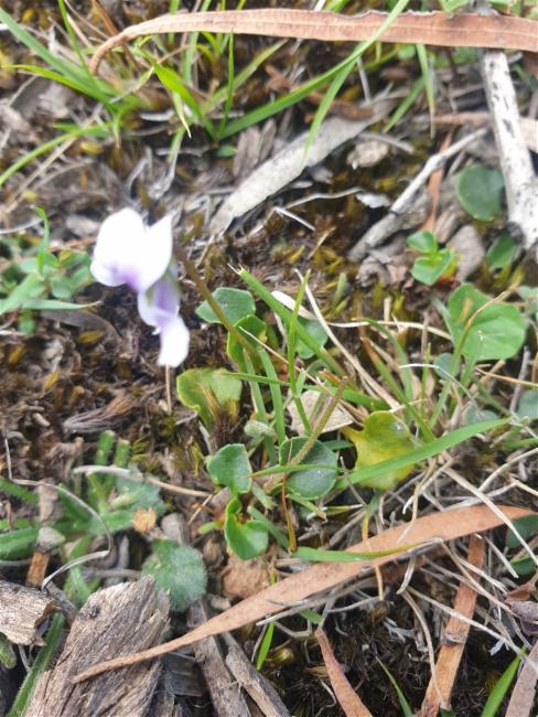Viola hederacea (Ivy Leaved Violet) (alternate view 12)