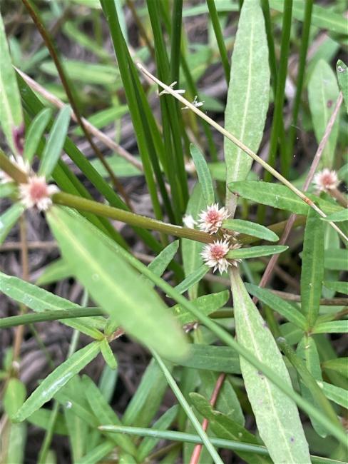 Alternanthera denticulata (Lesser Joyweed) (alternate view 12)