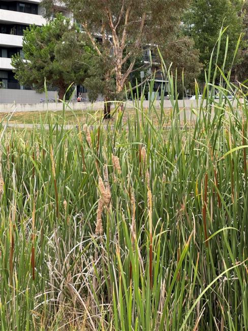 Typha domingensis (southern cattail) (alternate view 9)