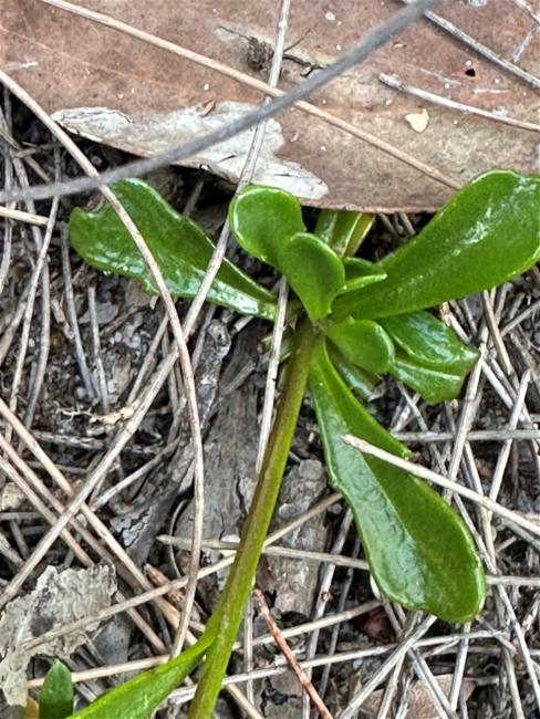 Goodenia bellidifolia (Daisy-leaved Goodenia) (alternate view 11)