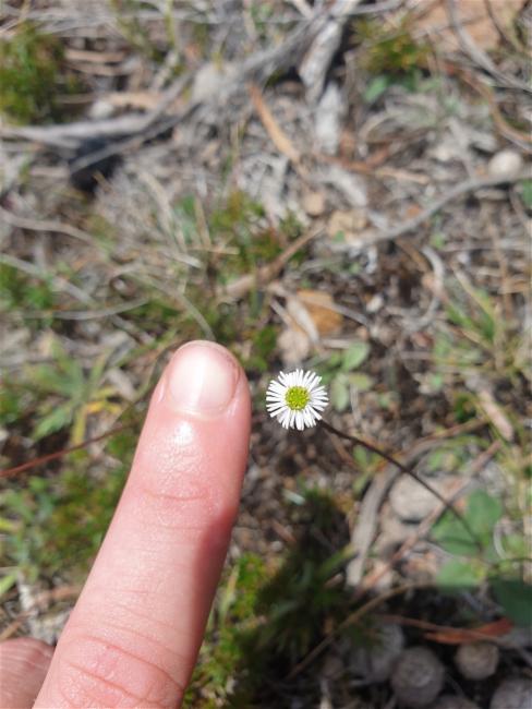 Lagenophora stipitata (Blue Bottle-daisy) (alternate view 10)