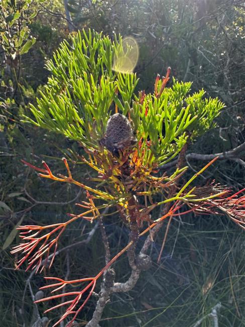 Isopogon anethifolius (Narrow-leaf Drumsticks) (alternate view 12)