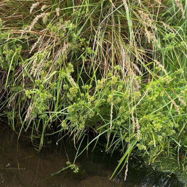 Carex appressa (Southern Cutty Sedge) (alternate view 13)