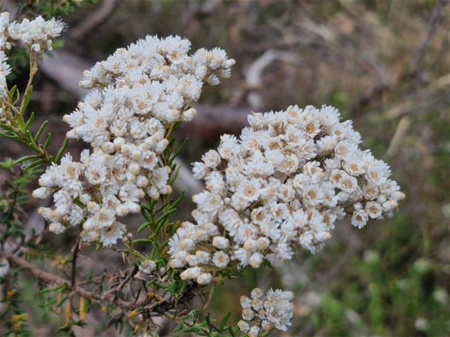 Ozothamnus diosmifolius (Sago Flower) (alternate view 11)