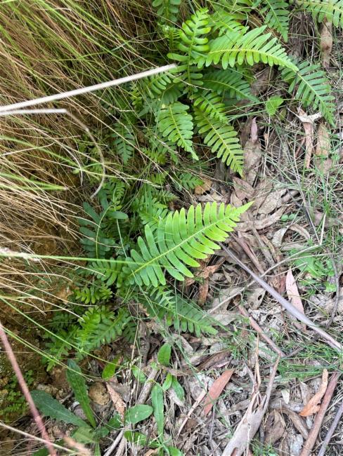 Blechnum nudum (Fishbone water-fern) (alternate view 7)