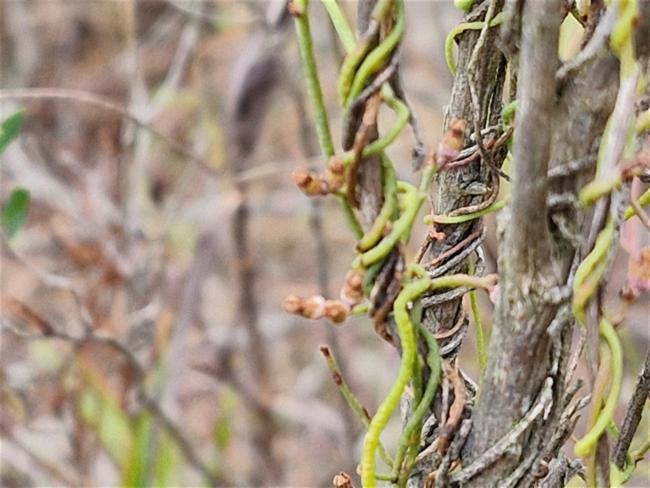 Cassytha pubescens (Downy Dodder-laurel) (alternate view 11)