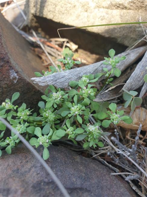 Poranthera microphylla (Small Poranthera) (alternate view 13)