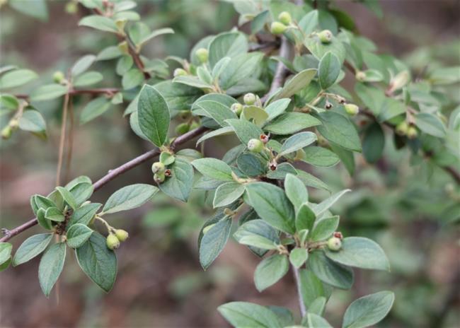 Cotoneaster franchetii (Franchet cotoneaster)