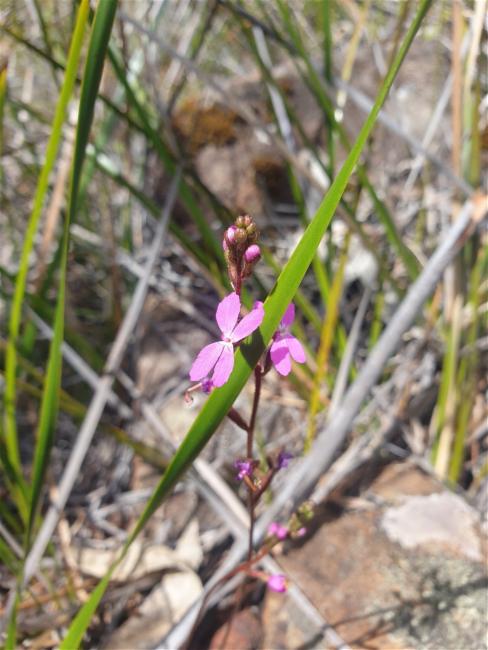 Stylidium graminifolium (Grass Triggerplant) (alternate view 11)