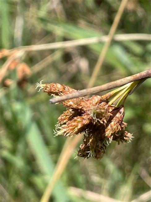 Schoenoplectus tabernaemontani (Soft-stem Bullrush) (alternate view 2)