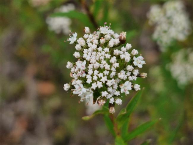 Platysace lanceolata (Shrubby Platysace) (alternate view 8)