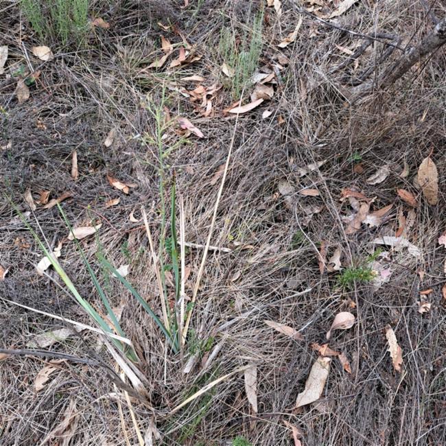 Dianella longifolia (Pale Flax-Lily) (alternate view 14)