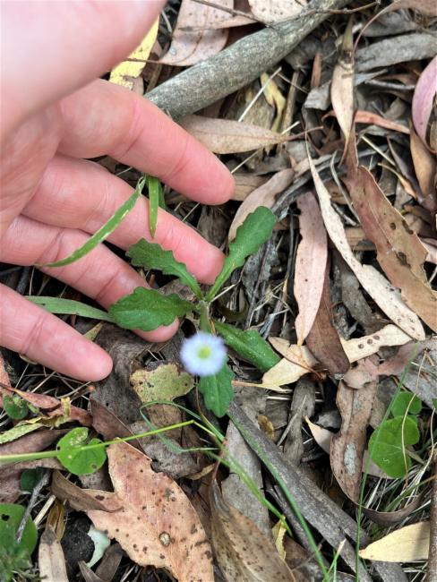 Lagenophora stipitata (Blue Bottle-daisy) (alternate view 11)