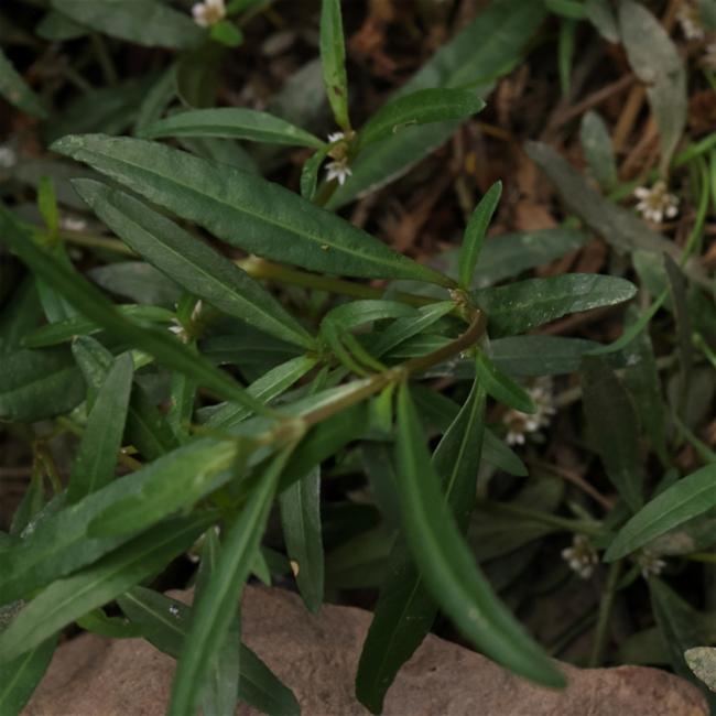 Alternanthera denticulata (Lesser Joyweed) (alternate view 11)